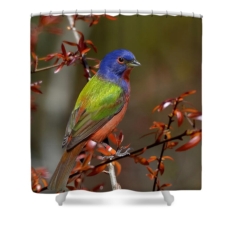 Painted Bunting Shower Curtain featuring the photograph Painted Bunting - Male by Kathy Baccari