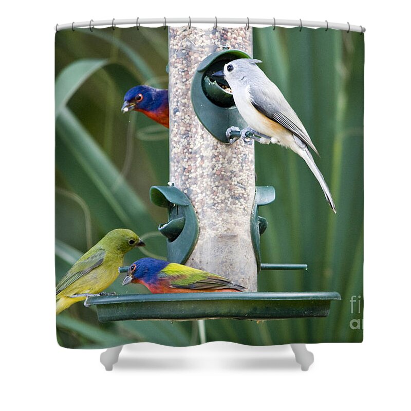 Painted Buntings Shower Curtain featuring the photograph Painted Buntings and Titmouse by John Greco
