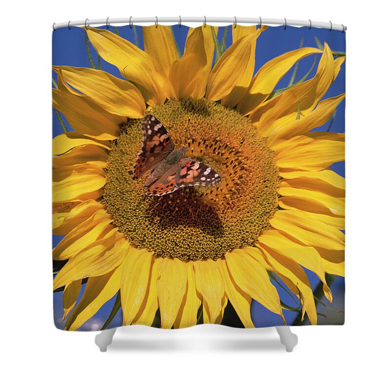 Feb0514 Shower Curtain featuring the photograph Painted Lady On Sunflower New Mexico by Tim Fitzharris
