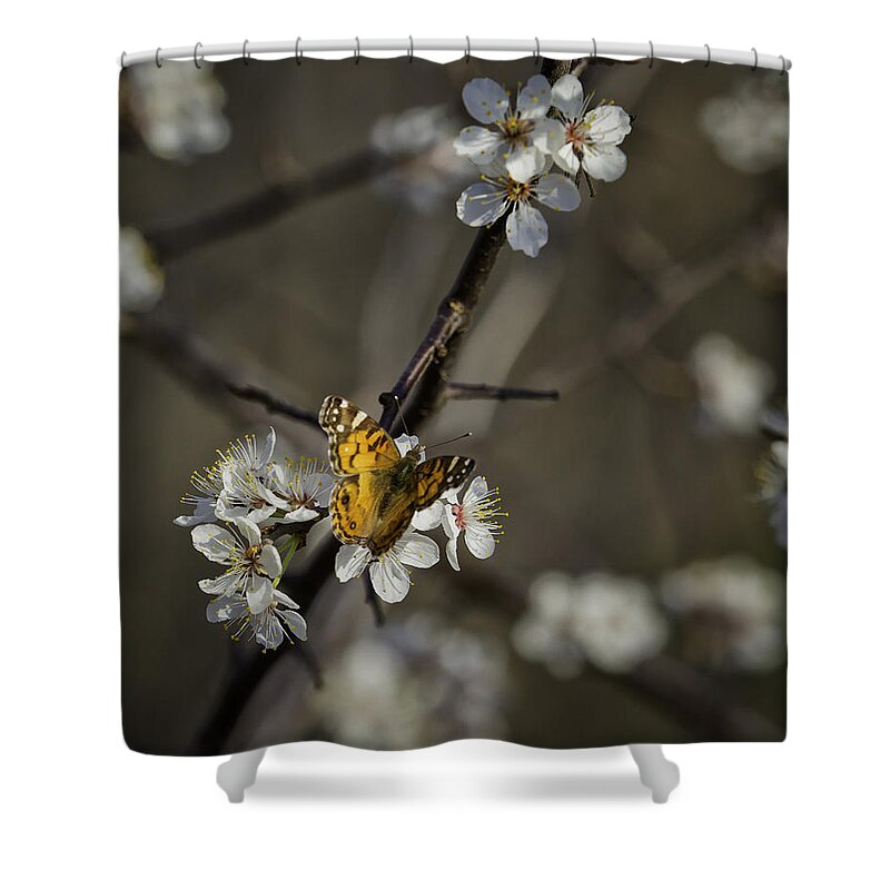 Painted Lady Shower Curtain featuring the photograph Painted Lady on Wild Plum by Michael Dougherty