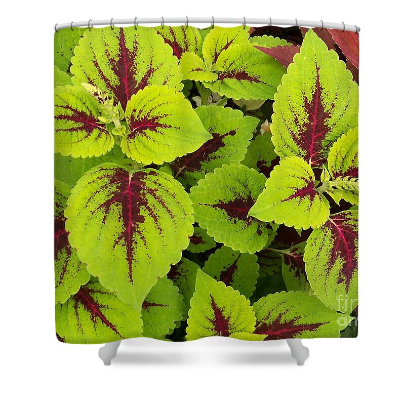 Ornamental Foliage Plants Shower Curtain featuring the photograph Painting From Nature by Lingfai Leung