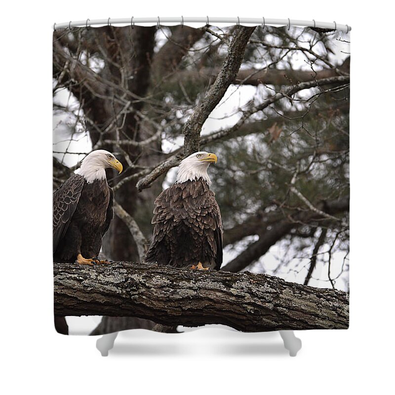 Adult Bald Eagles Shower Curtain featuring the photograph Pair of Bald Eagles by Jai Johnson