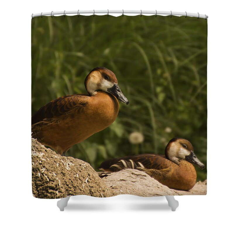 Duck Shower Curtain featuring the photograph Pair of Ducks by Tracy Winter