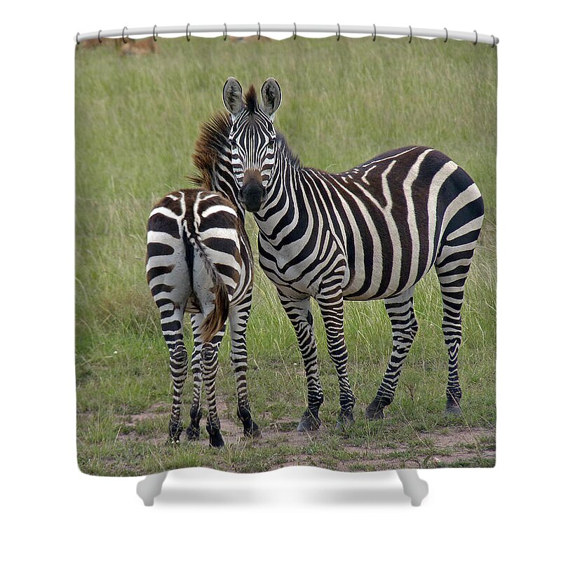 Zebra Shower Curtain featuring the photograph Pair of zebra by Tony Murtagh