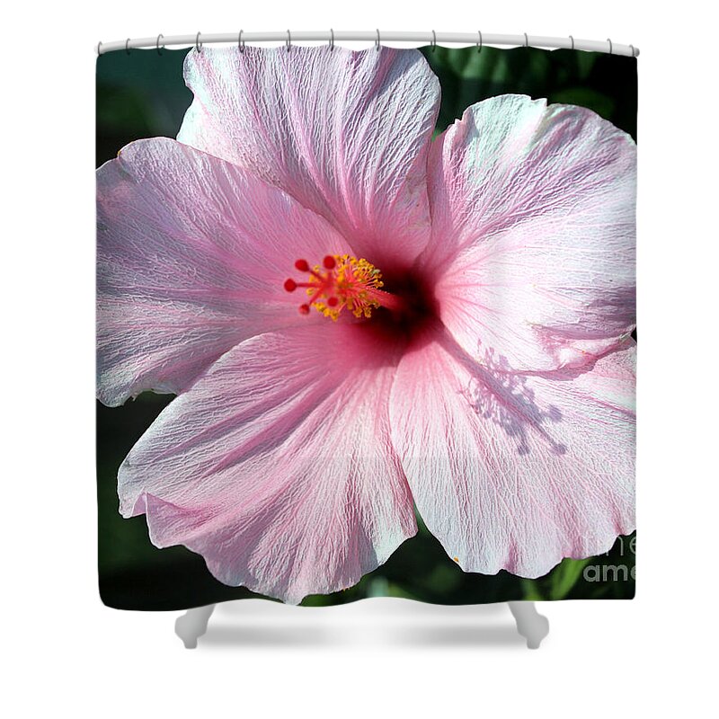 Pale Pink Hibiscus Shower Curtain featuring the photograph Pale Pink Hibiscus by Kathy White