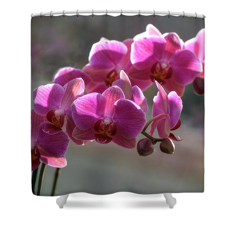  Shower Curtain featuring the photograph Pale Purple Orchids by Lena Owens - OLena Art Vibrant Palette Knife and Graphic Design