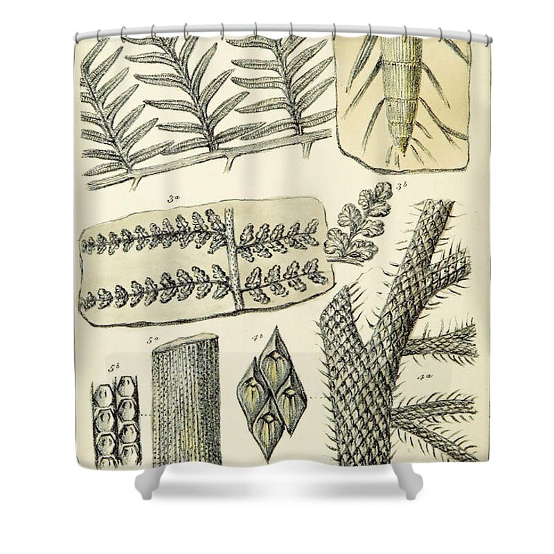 Historic Shower Curtain featuring the photograph Paleozoic Flora, Calamites, Illustration by British Library
