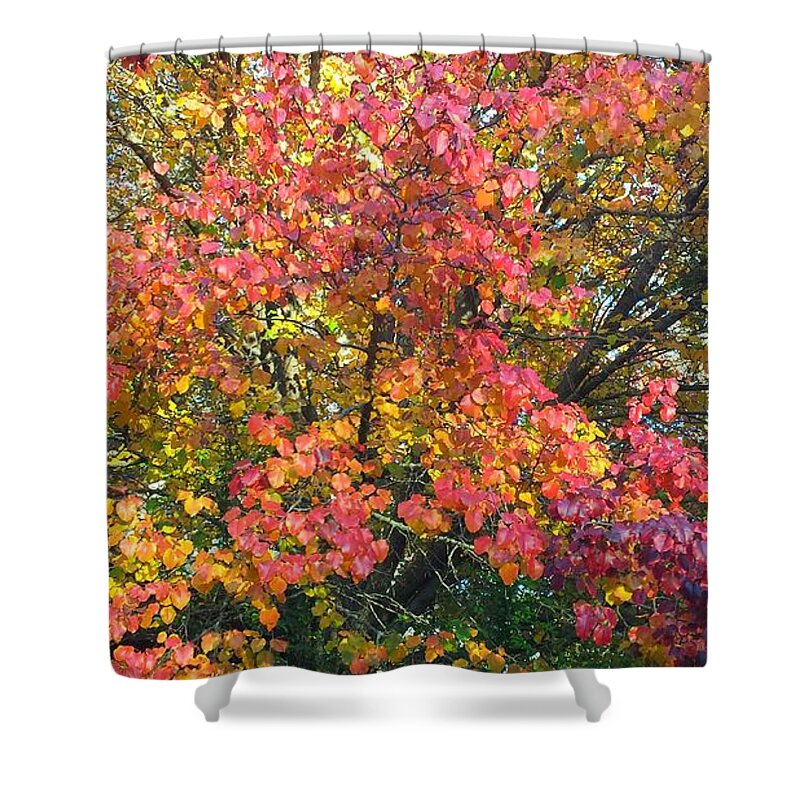 Fall Shower Curtain featuring the photograph Pallette of Fall Colors by Kenny Glover
