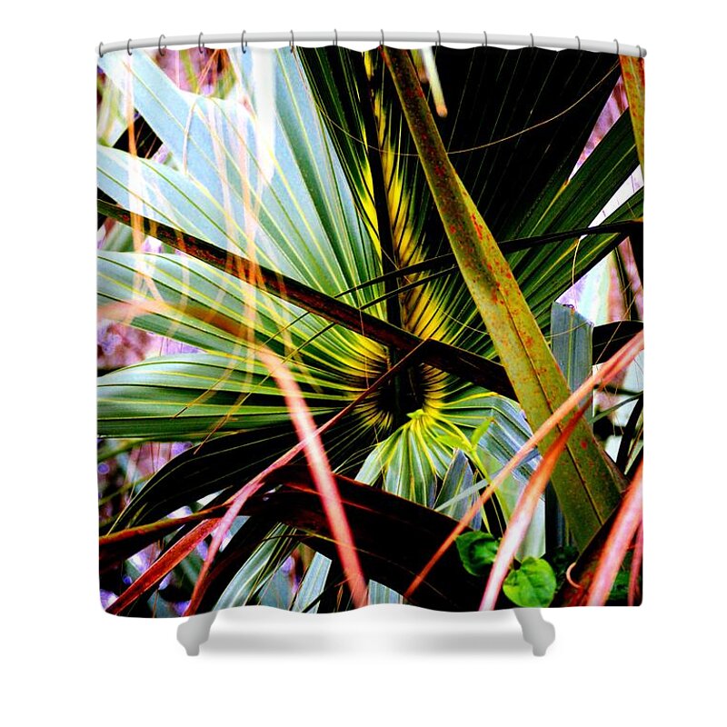 Nature Shower Curtain featuring the photograph Palm Through The Fronds by Tamara Michael