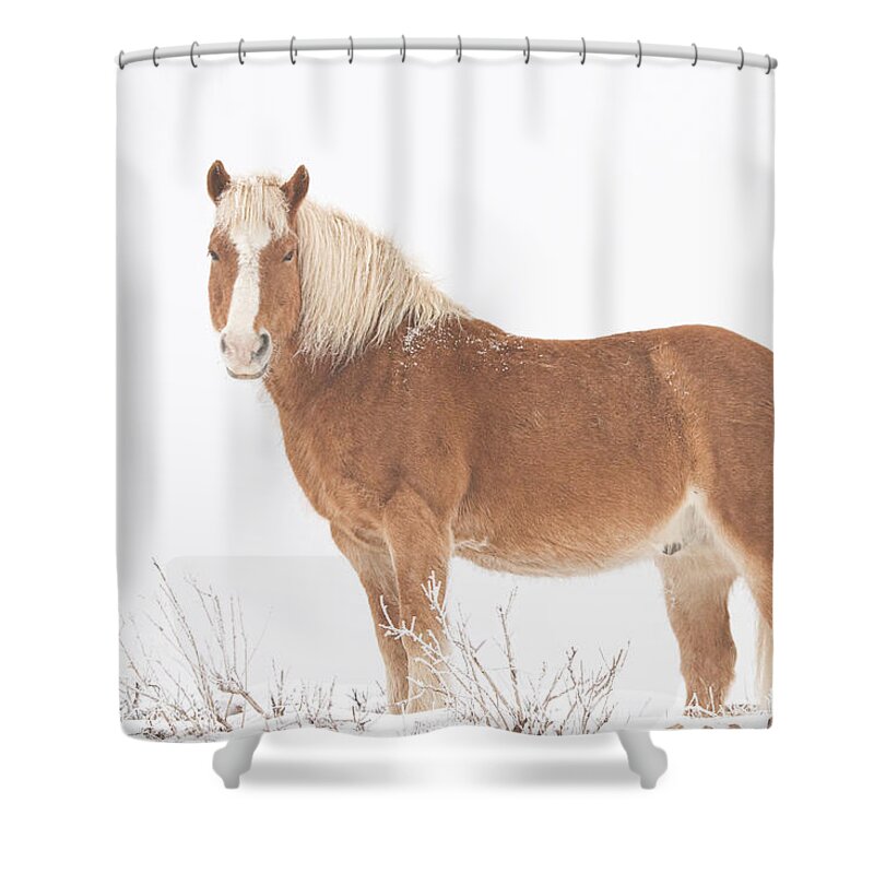 Palomino Shower Curtain featuring the photograph Palomino Horse in the Snow by James BO Insogna