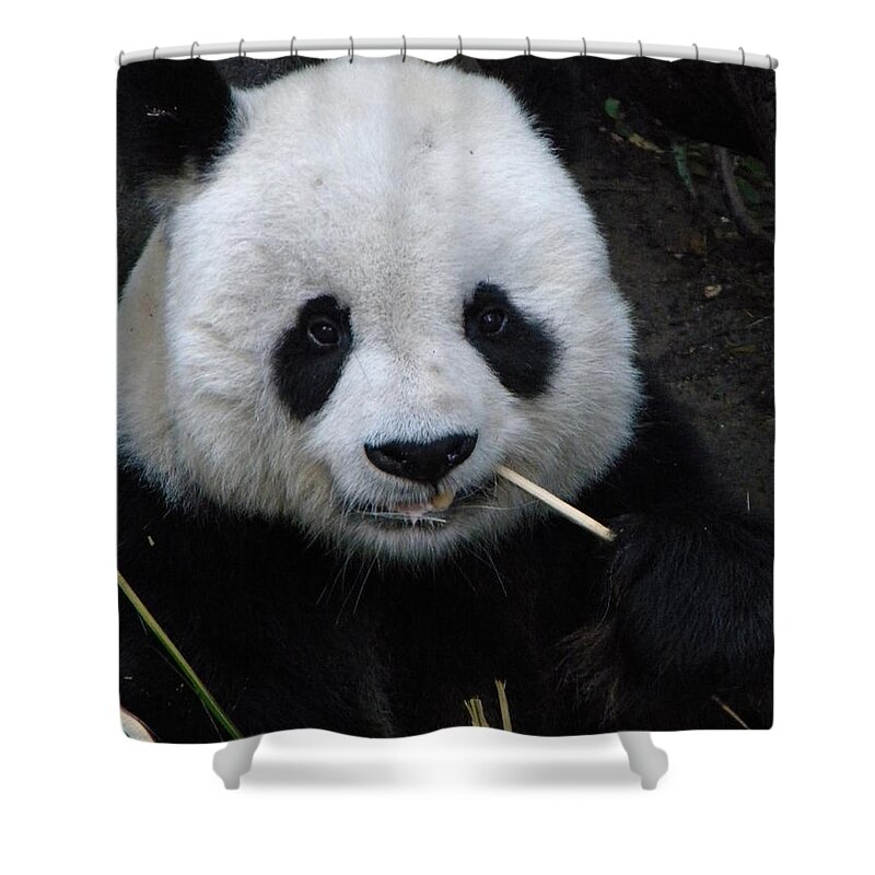 Panda Shower Curtain featuring the photograph Panda by Amanda Eberly