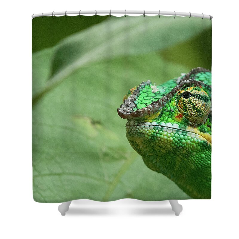 Tropical Rainforest Shower Curtain featuring the photograph Panther Chameleon Furcifer Pardalis by Haja Rasambainarivo