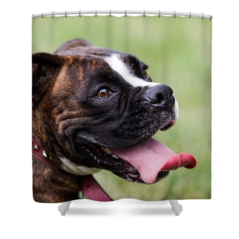 Boxer Shower Curtain featuring the photograph Panting Puppy by Sennie Pierson