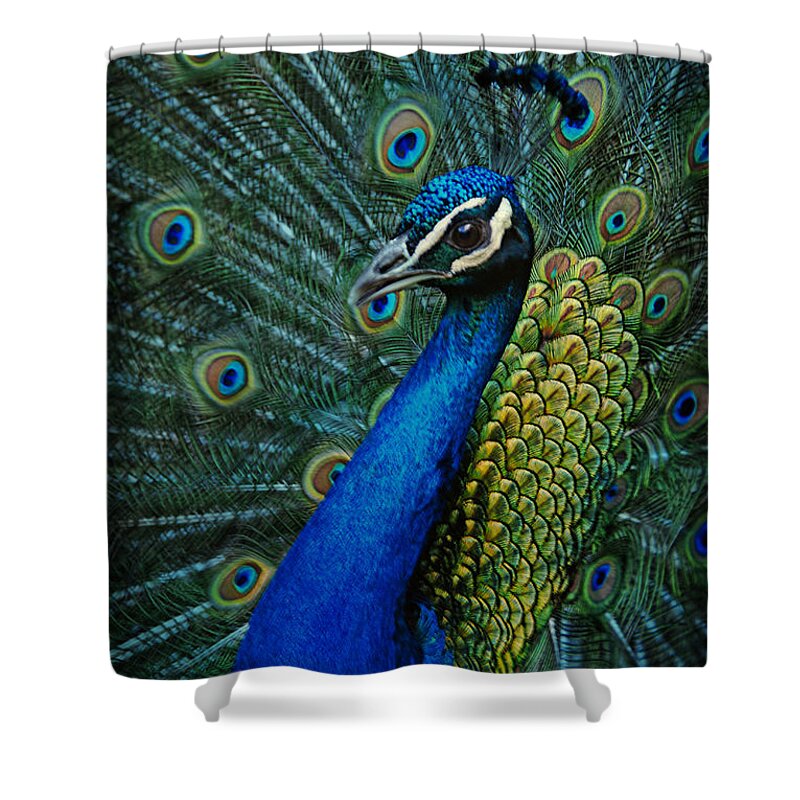 Hdr Shower Curtain featuring the photograph Paon by Joachim G Pinkawa
