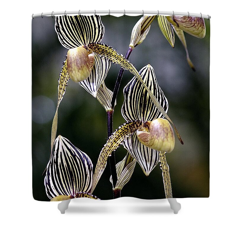 Orchid Shower Curtain featuring the photograph Paphiopedilum Orchid by Winston D Munnings