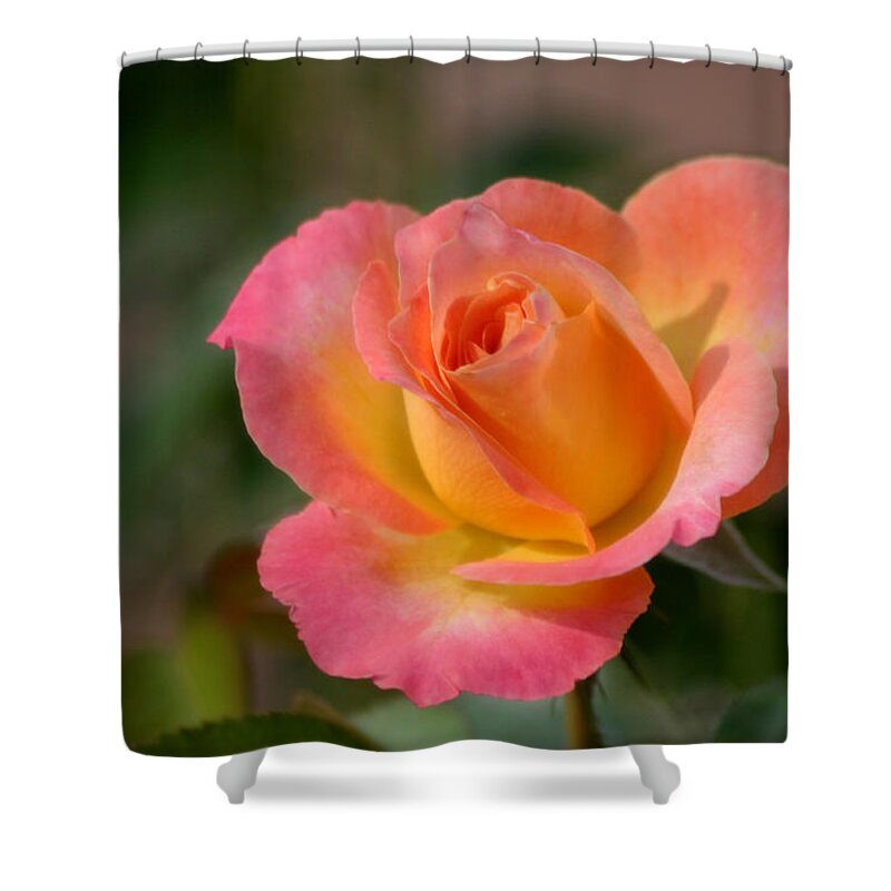Rose Shower Curtain featuring the photograph Paradise Found by Living Color Photography Lorraine Lynch