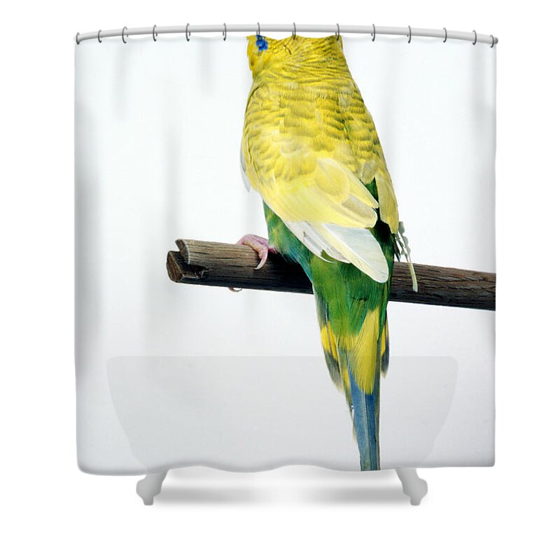 Parakeet Shower Curtain featuring the photograph Parakeet by Aaron Haupt