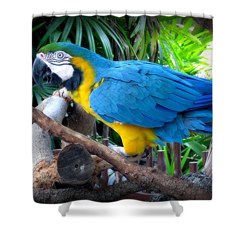 Parrot Shower Curtain featuring the photograph Blue Yellow Macaw. Bird. Collection by Oksana Semenchenko