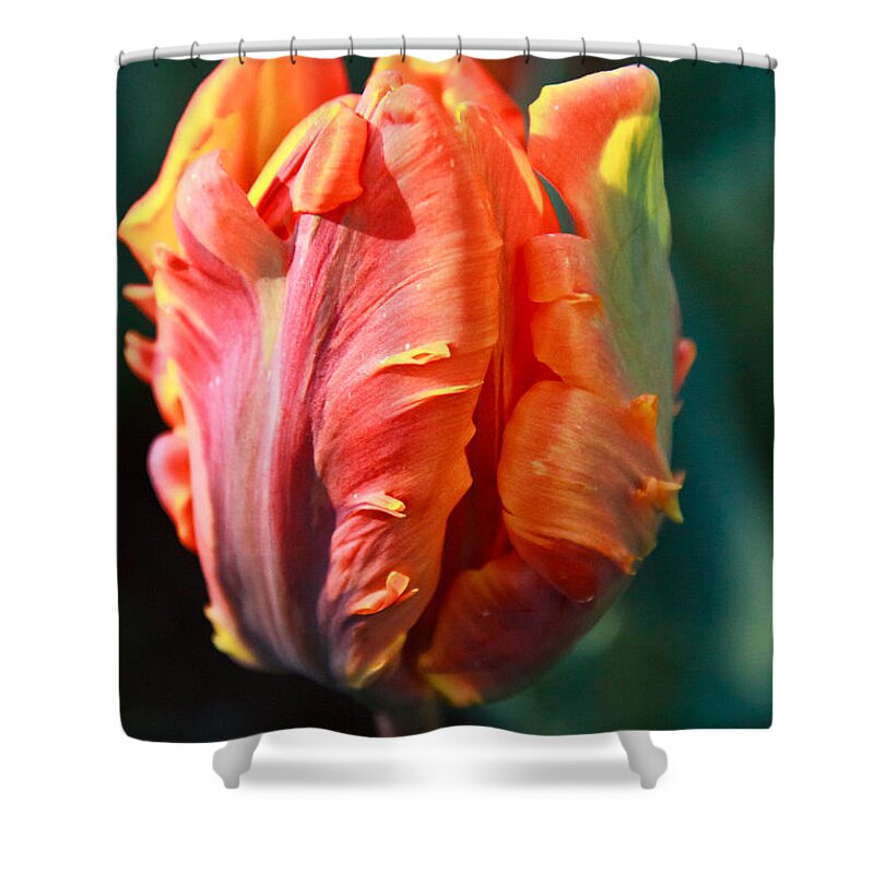 Petals Shower Curtain featuring the photograph Parrot tulip Irene by Eti Reid