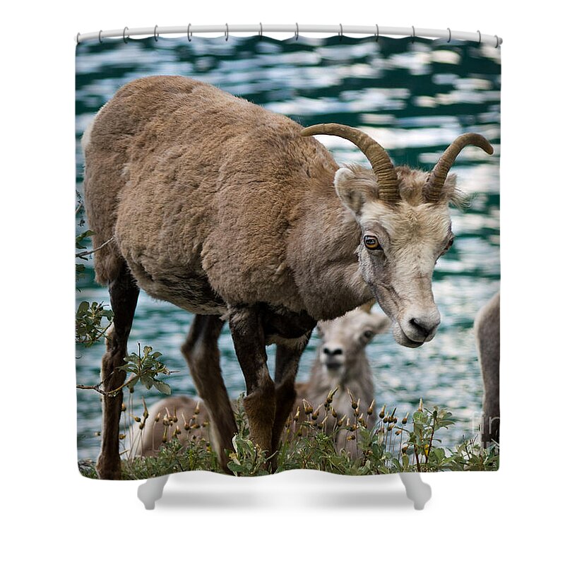 Animal Shower Curtain featuring the photograph Part Of The Group by Tara Lynn