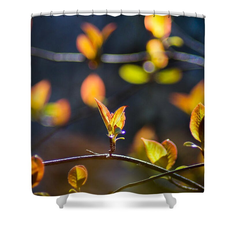 Leaves Shower Curtain featuring the photograph Party Lights by Bill Pevlor
