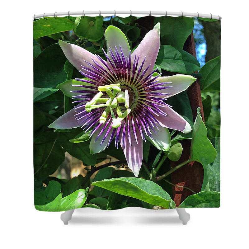 Passion Flower Shower Curtain featuring the photograph Passion Flower 4 by Aimee L Maher ALM GALLERY