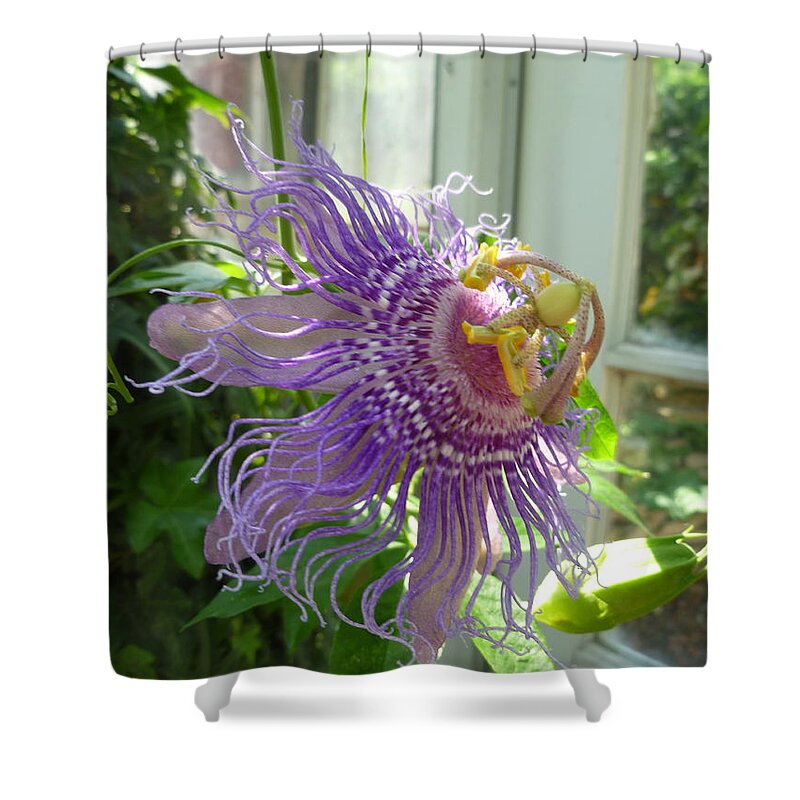 Flower Macro Shower Curtain featuring the photograph Passion Flower by Lingfai Leung