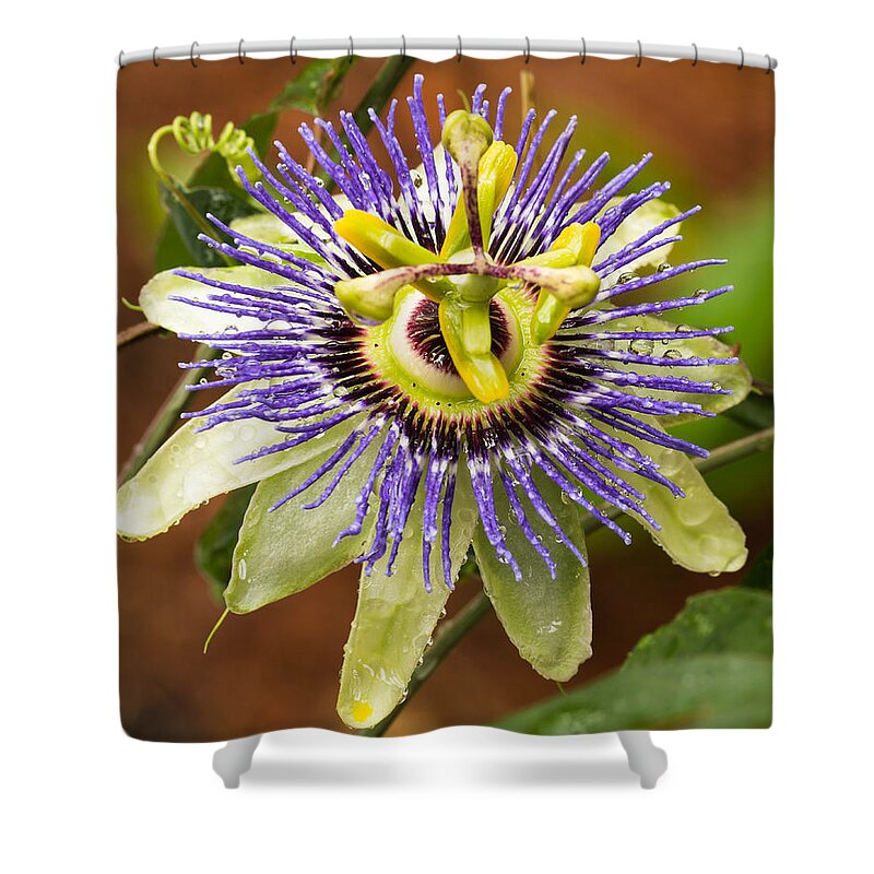 Passion Flower Shower Curtain featuring the photograph Passion Flower by Patricia Schaefer