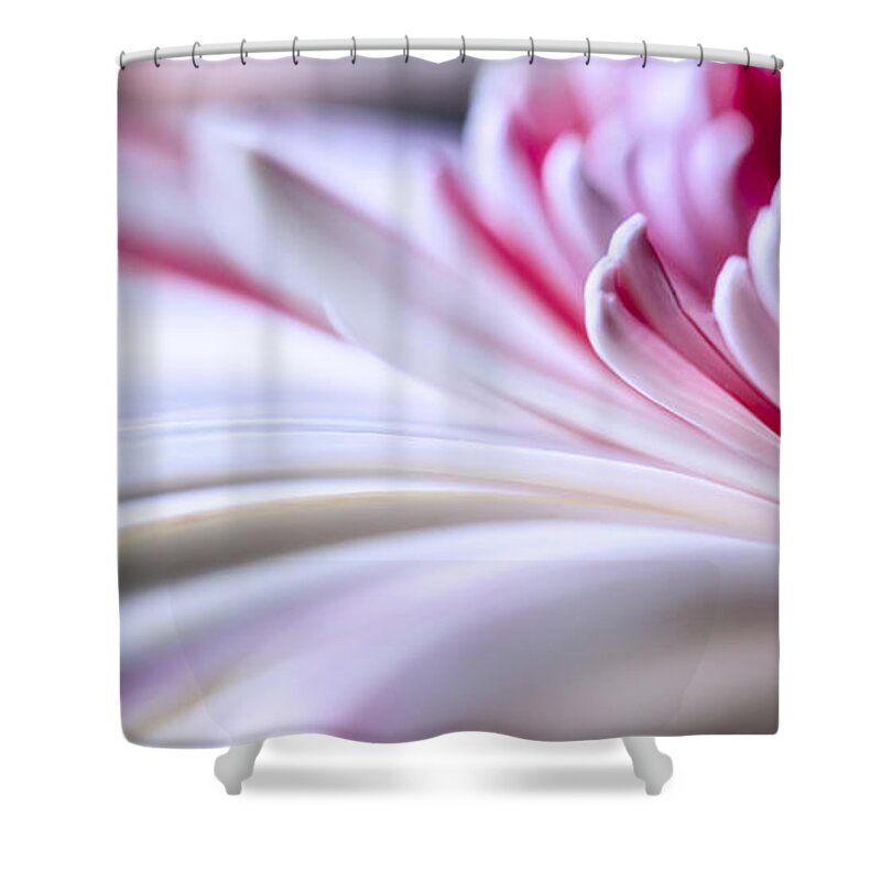 3scape Shower Curtain featuring the photograph Pastel Gerbera by Adam Romanowicz