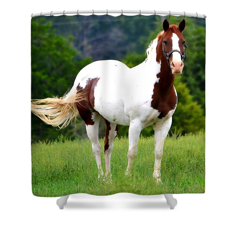 Pasture Shower Curtain featuring the photograph Pasture by Deena Stoddard