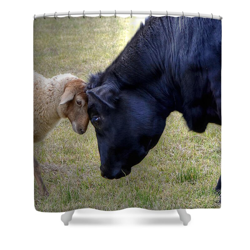 Sheep Shower Curtain featuring the photograph Pasture Pals by Charlotte Schafer