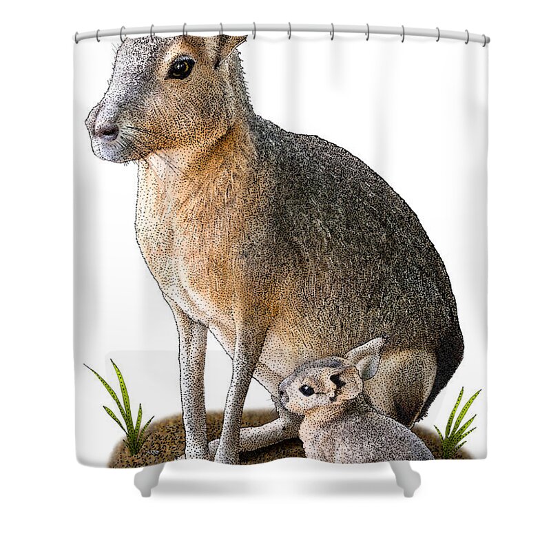 Patagonian Mara Shower Curtain featuring the photograph Patagonian Mara, D. Patagonum by Roger Hall