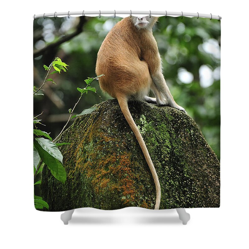 Thomas Marent Shower Curtain featuring the photograph Patas Monkey by Thomas Marent