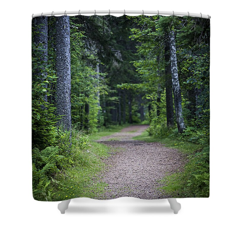 Path Shower Curtain featuring the photograph Path in dark forest 2 by Elena Elisseeva