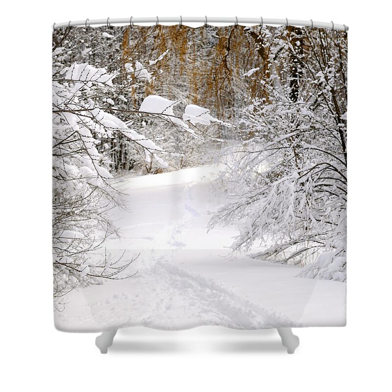 Winter Shower Curtain featuring the photograph Path in winter forest 5 by Elena Elisseeva