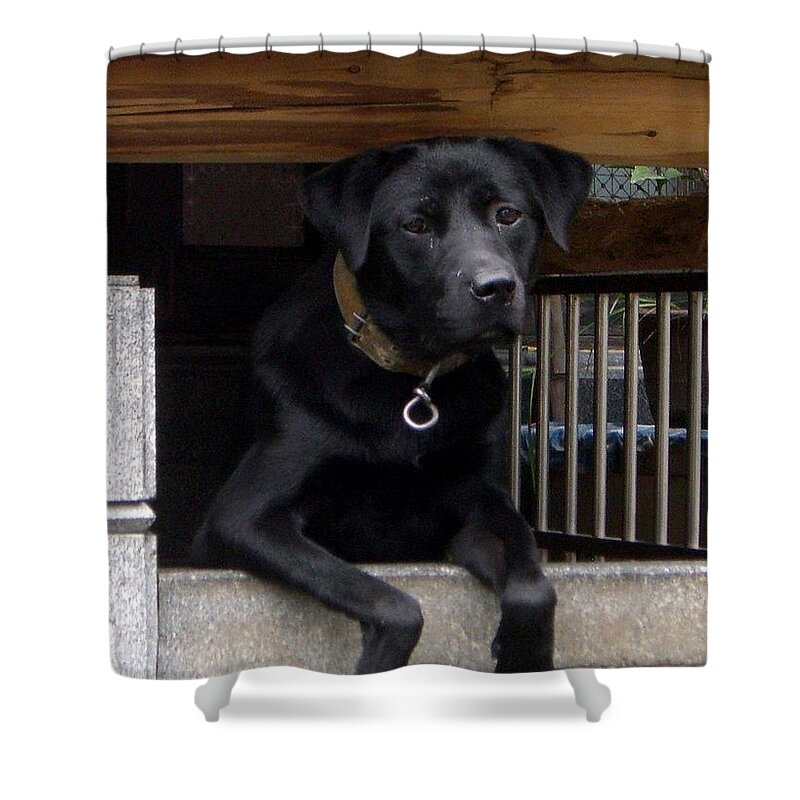 Dog Shower Curtain featuring the photograph Patience by Barbie Corbett-Newmin