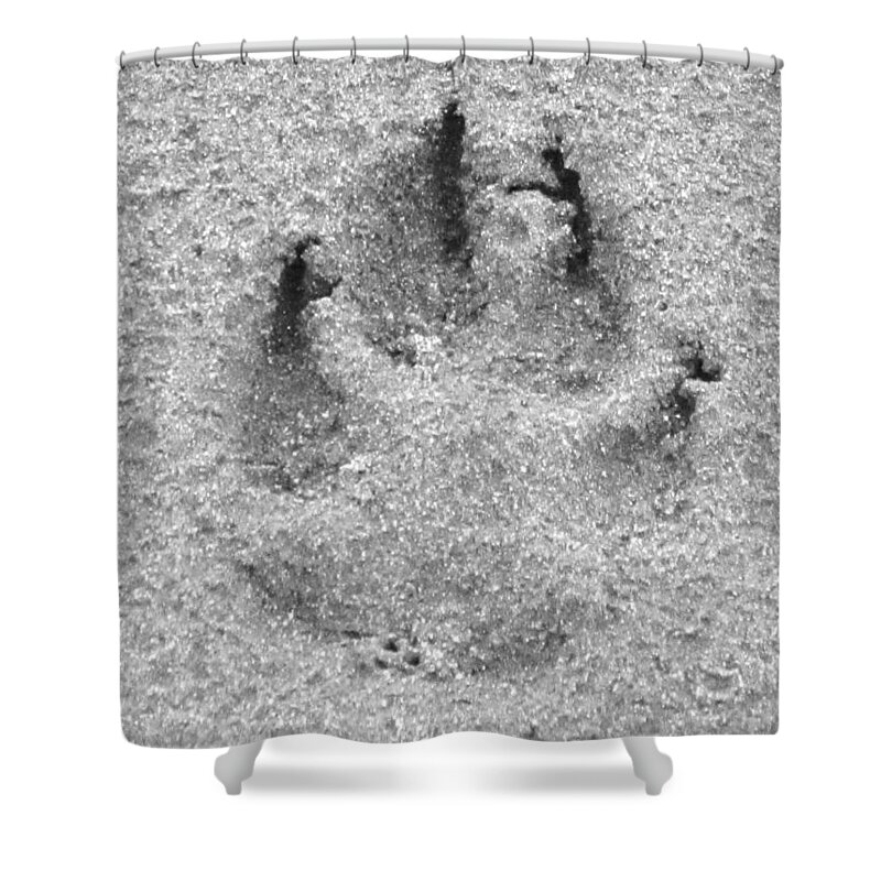 Paw Print Shower Curtain featuring the photograph paw by Ingrid Van Amsterdam