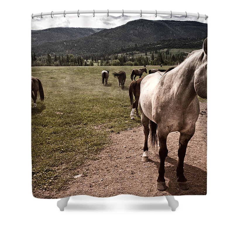 Horse Shower Curtain featuring the photograph Pay Attention To Me by Monte Arnold