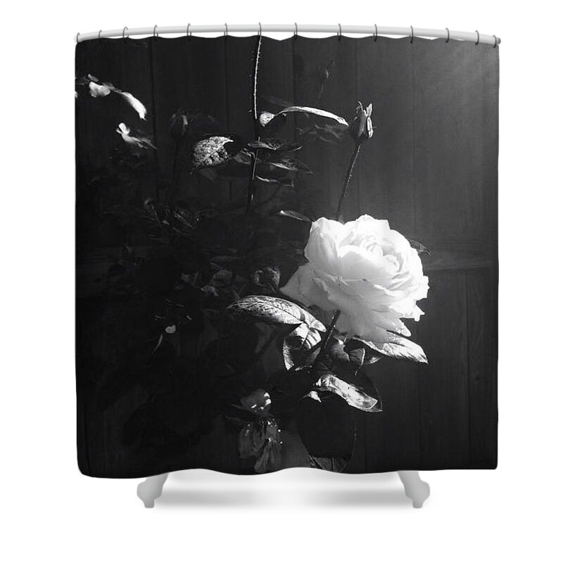 Rose Shower Curtain featuring the photograph Peace in the Morning by Vonda Lawson-Rosa