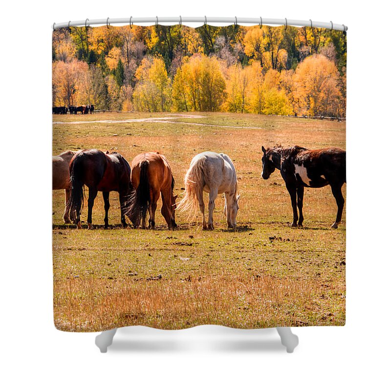 Horses Shower Curtain featuring the photograph Peaceful Pasture 0066 by Kristina Rinell