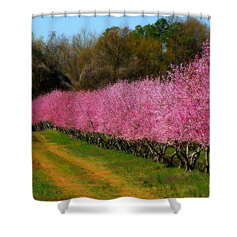 Peach Orchard Shower Curtain featuring the photograph Peach Orchard in Carolina by Lydia Holly