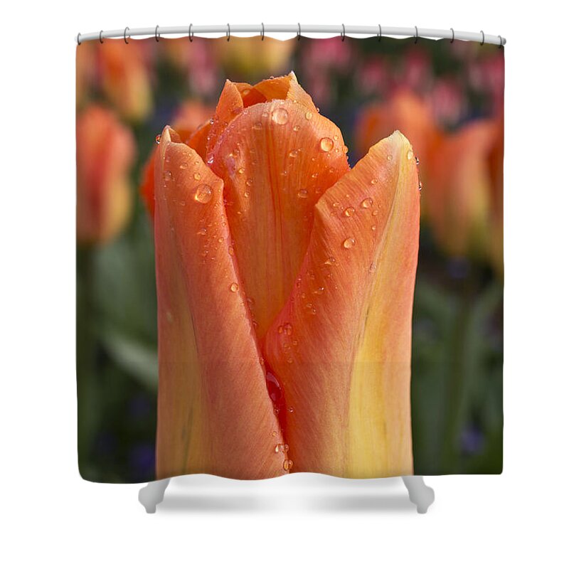Tulip Shower Curtain featuring the photograph Peach Tulip by Priya Ghose