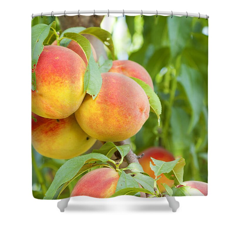 Peaches Shower Curtain featuring the photograph Peaches by Alexey Stiop