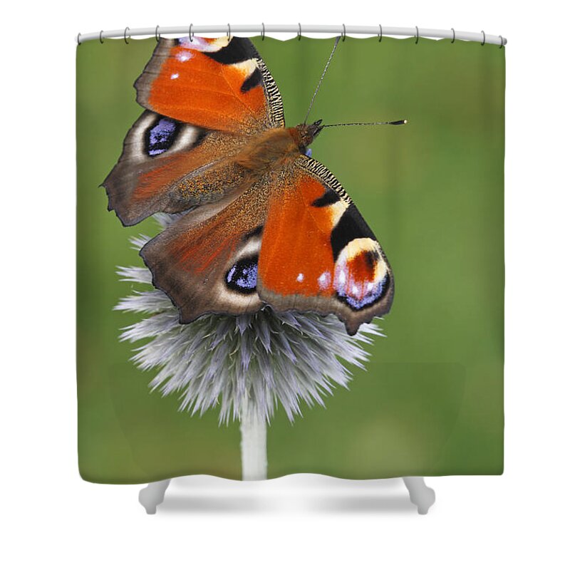 Silvia Reiche Shower Curtain featuring the photograph Peacock Butterfly Netherlands by Silvia Reiche