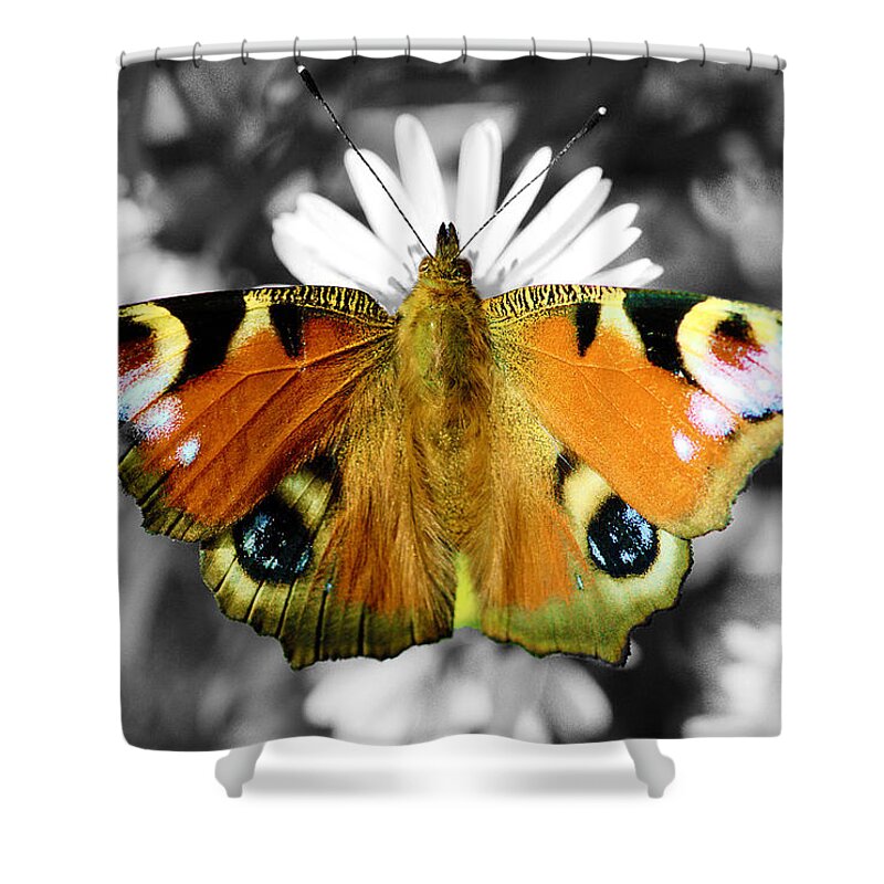 Butterfly Shower Curtain featuring the photograph Peacock butterfly by Sumit Mehndiratta