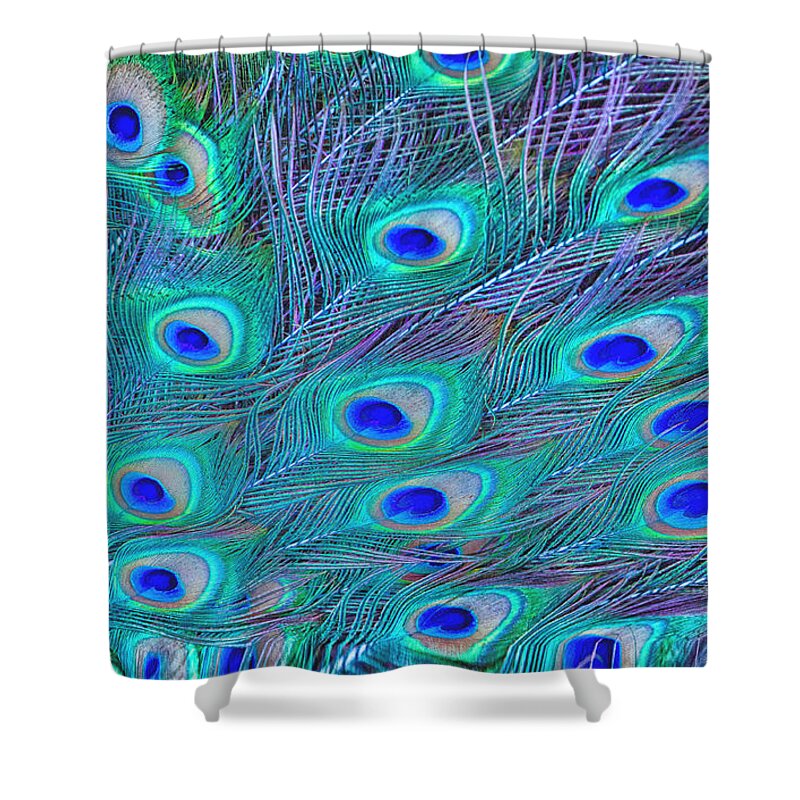 Peacock Feathers Shower Curtain featuring the photograph Peacock Feathers by Ram Vasudev