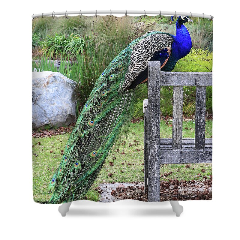 Blue Shower Curtain featuring the photograph Peacock by Nicholas Burningham