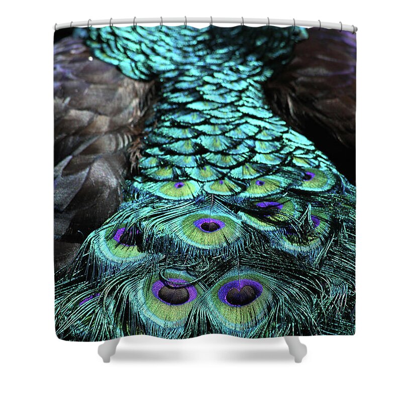 Peacock Shower Curtain featuring the photograph Peacock Trail by Karol Livote