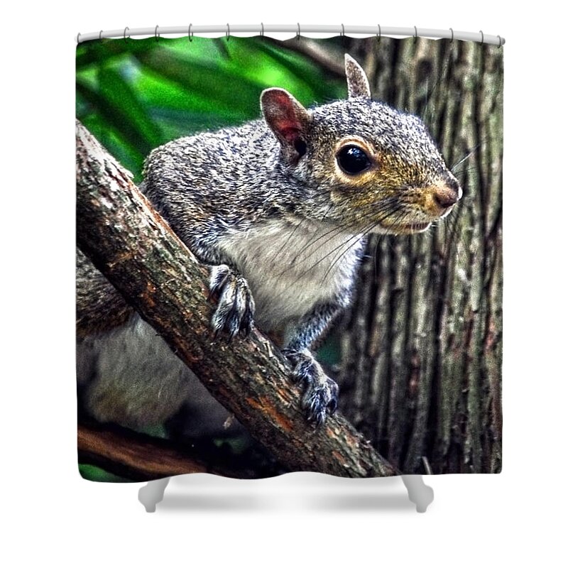 Squirrel Shower Curtain featuring the photograph Peanut? Treat? by Sandi OReilly