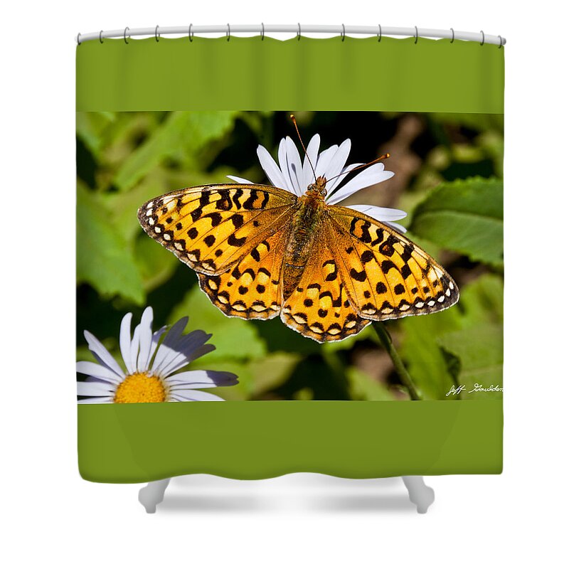 Aster Shower Curtain featuring the photograph Pearl Border Fritillary Butterfly on an Aster Bloom by Jeff Goulden
